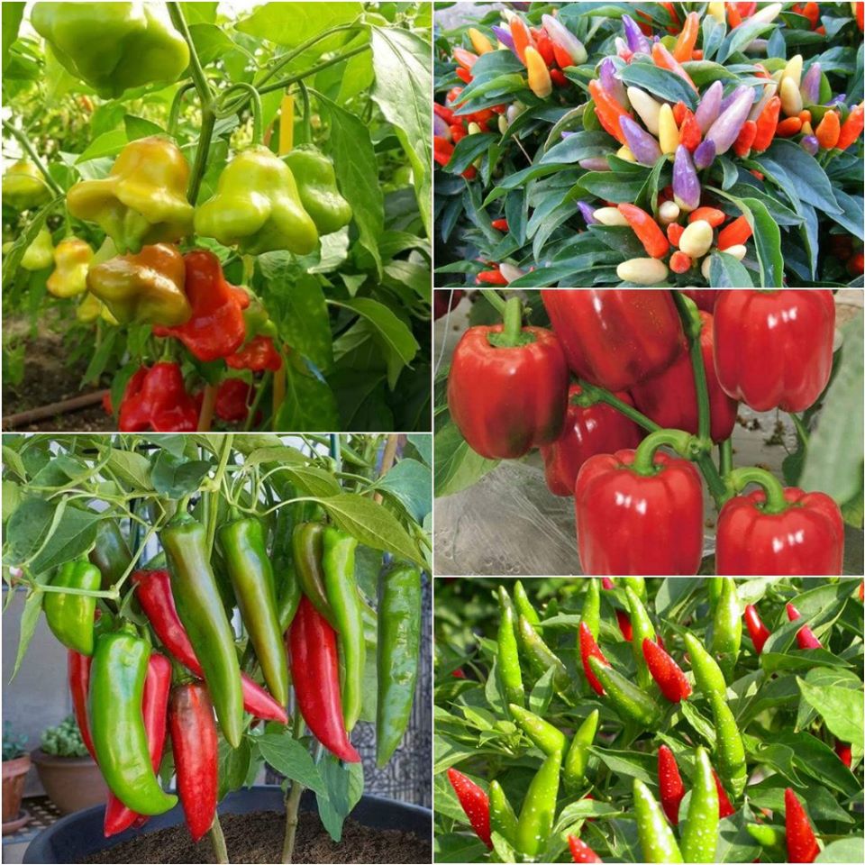 Combo 5 gói hạt giống ớt các loại - (TẶNG gói kích thích hỗ trợ hạt nảy mầm)