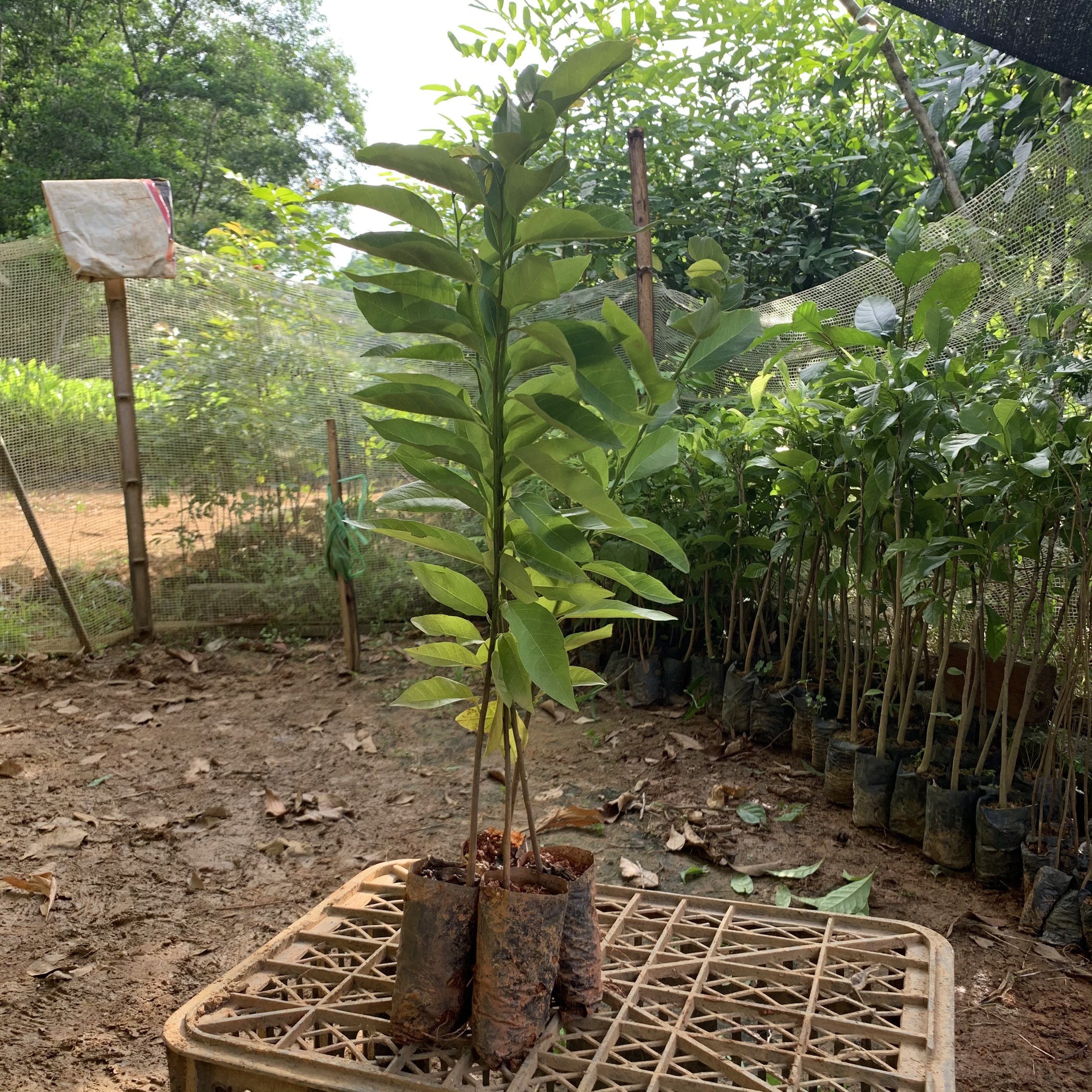 Giống cây na ta dai, cây cao 30-40cm