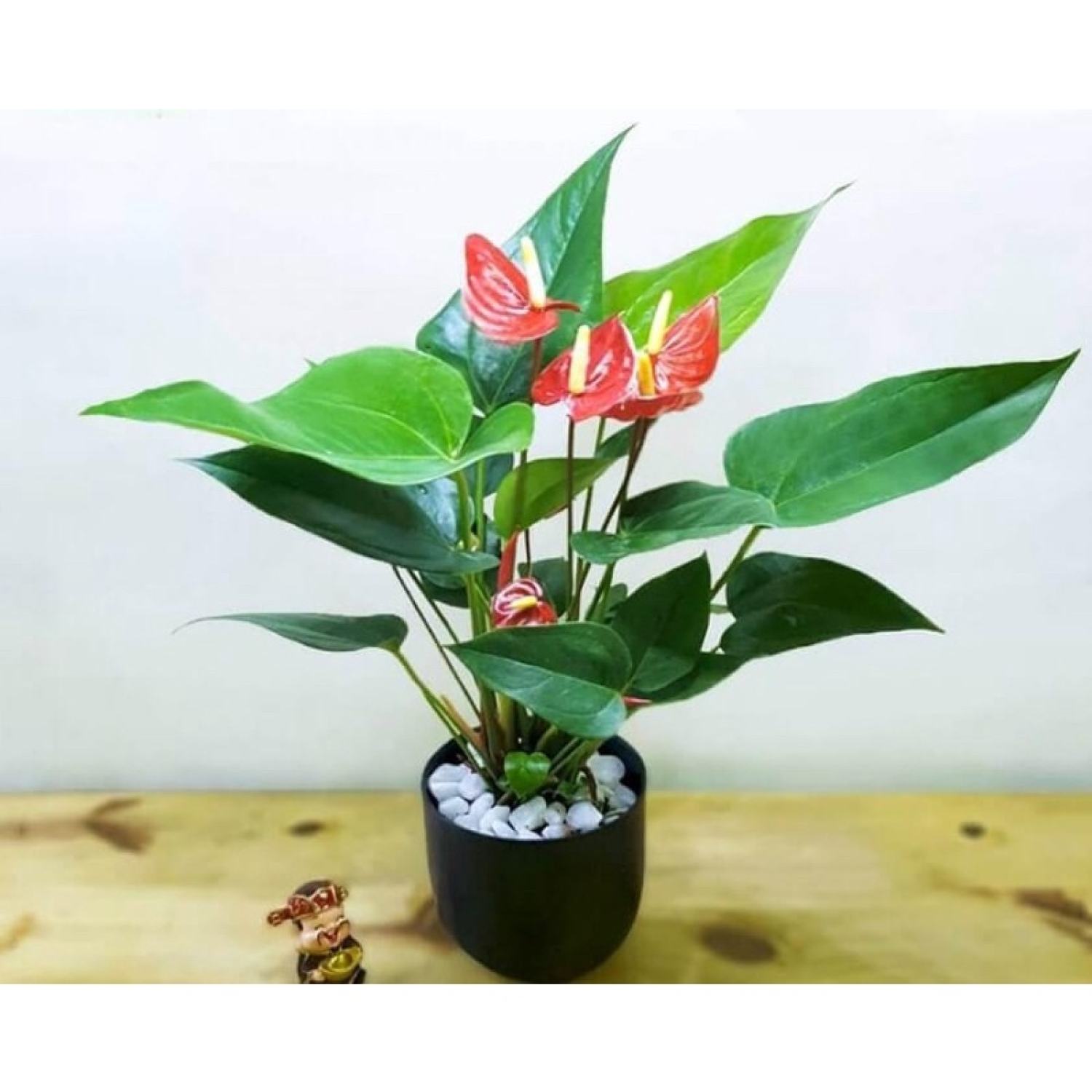 Cây hồng môn để bàn