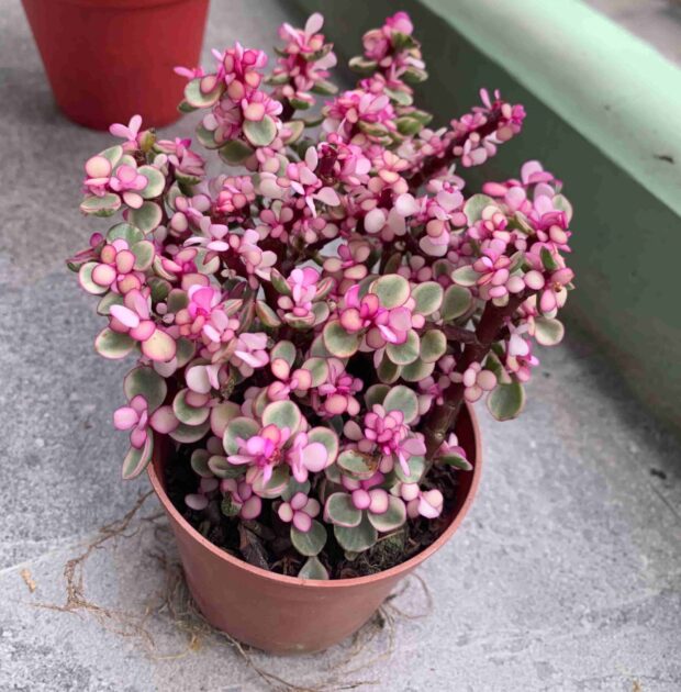 Sen Đá Đô La Hồng SUNNY GARDEN Xinh Xắn Dễ Chăm Sóc