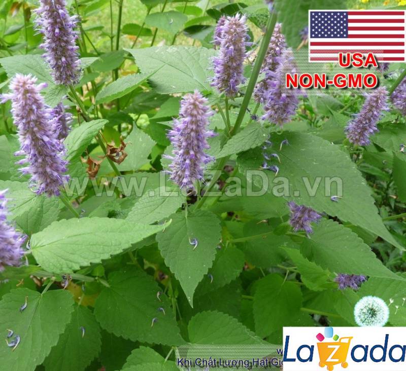 1Gr 12k Hạt Hạt Giống Bạc Hà Mint Hàn Quốc (B3.301| C26*X42*M234)