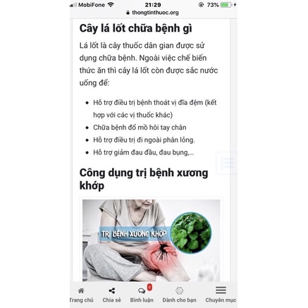 Cây lá lốt
