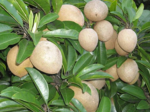 [HCM]Hạt giống hồng xiêm thuần cao sản - tặng thêm gói hạt ngẫu nhiên