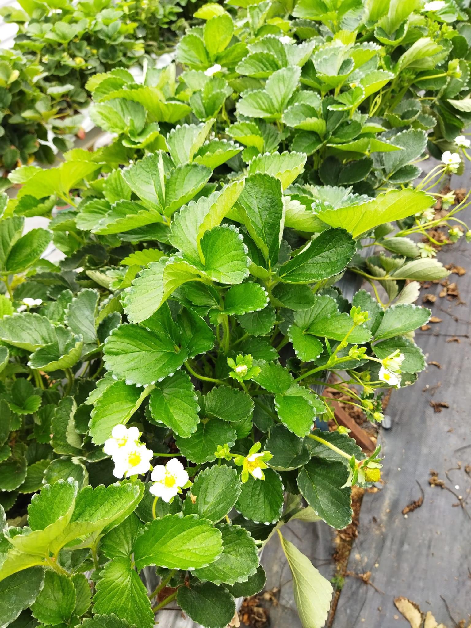 Phân bón cây dâu tây giai đoạn ra quả