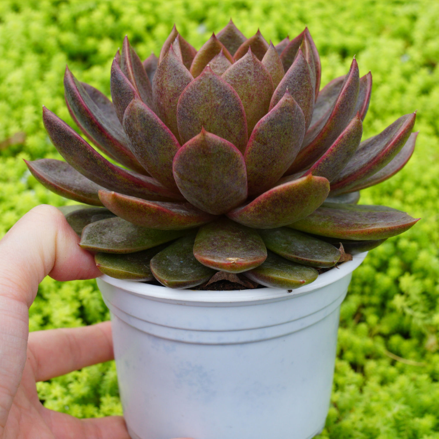 Sen Đá Black Queen Size 10-12cm, Sen Đá Để Bàn, PANDAA GARDEN Xứ Đà Lạt Thuần Chủng Thích Nghi Mọi Khí Hậu, Lỗi 1 Đổi 1