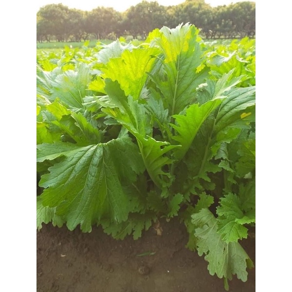 Hạt giống cải mèo Hà Giang