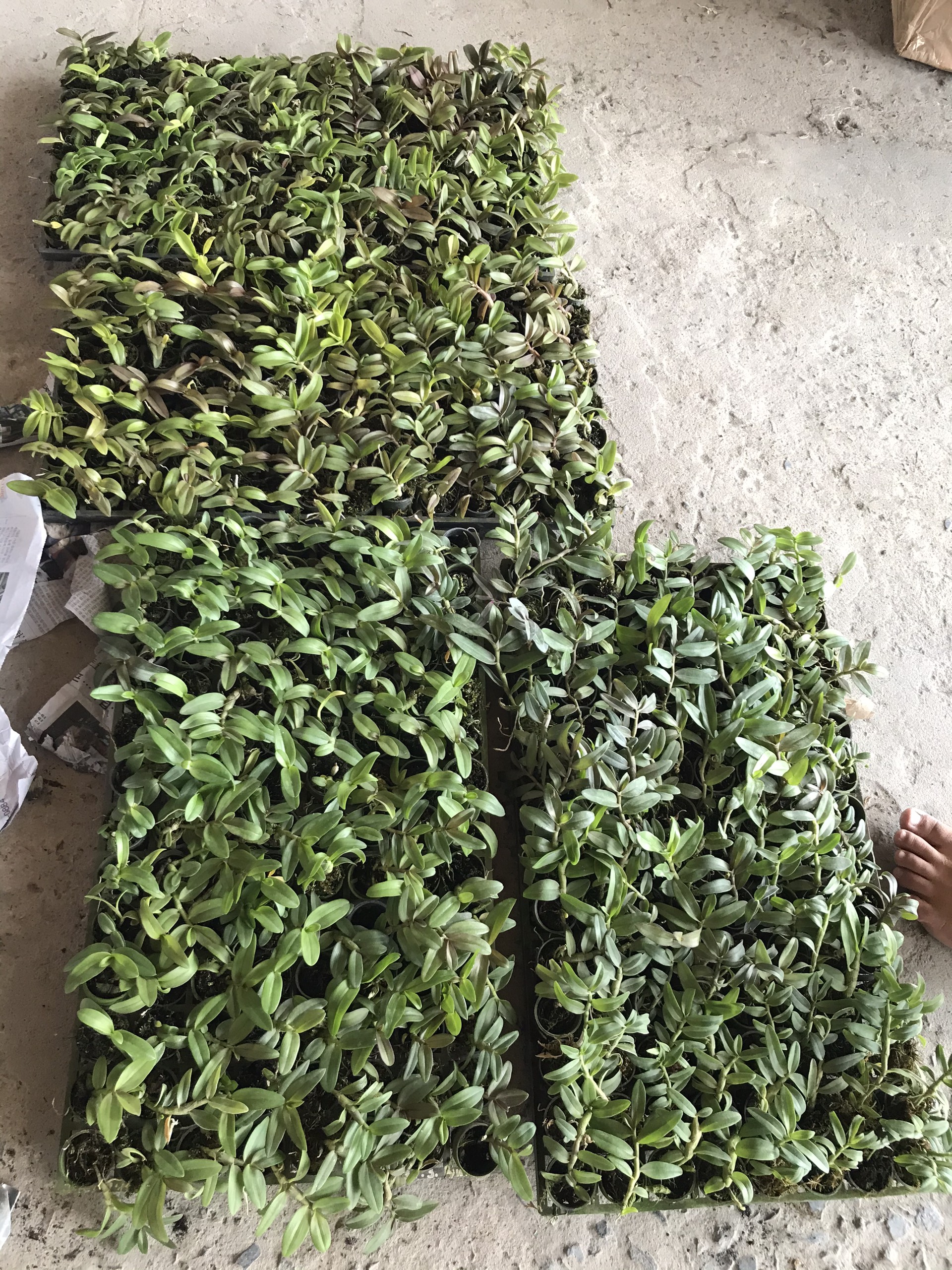 Hoa lan Giả hạc xổ số gieo hạt combo 5cây