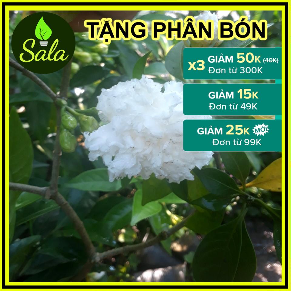 CÂY GIỐNG HOA NHÀI TUYẾT MÀU TRẮNG, THƠM VÀ RẤT ĐẸP