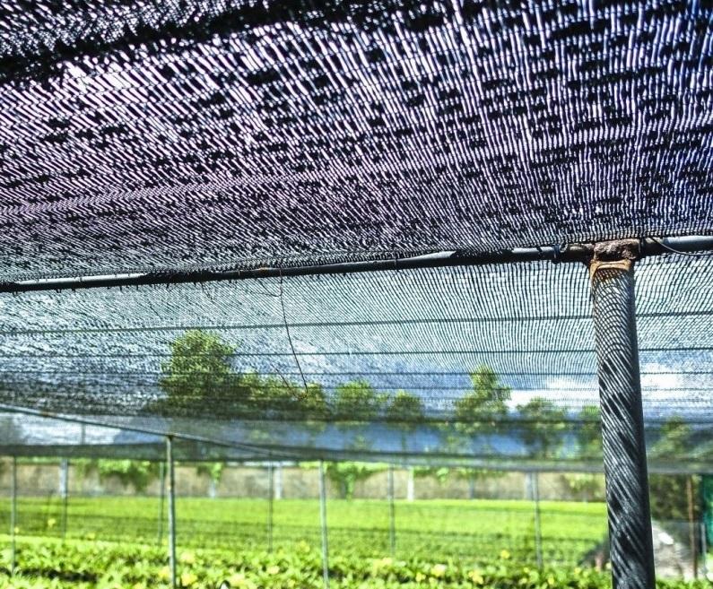 01 Bộ Lưới 5X2M Lưới Che Nắng Lưới Lan 5x2m MIMOSA (N1.200)