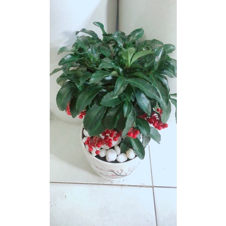 Chậu Cây Kim Ngân Lượng Để Bàn