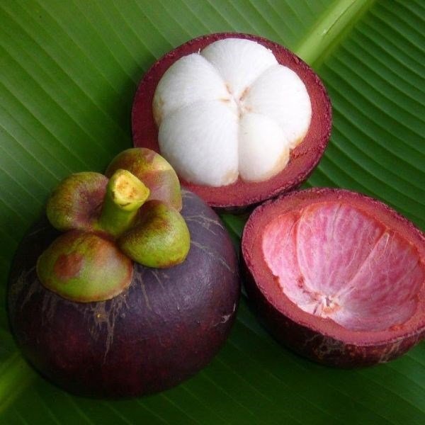 CÂY GIỐNG MĂNG CỤT Thái