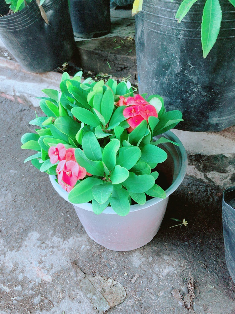 Chậu Xương Rồng Bát Tiên