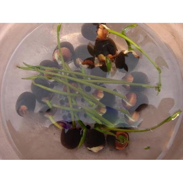 10 Hạt Giống Hoa Sen Nhật Mini Mix