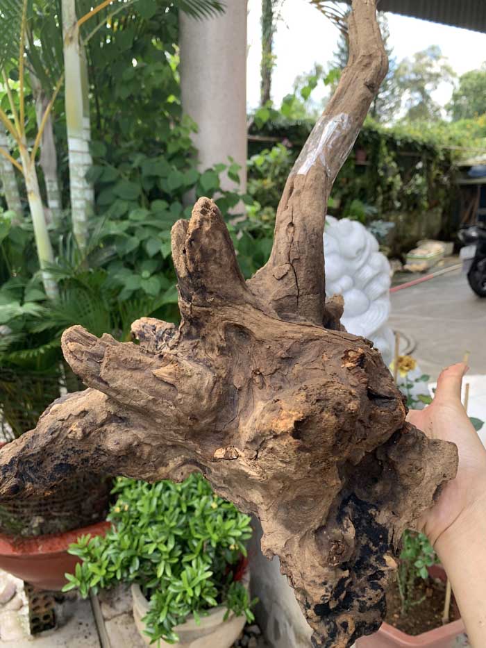 Lũa gỗ nghệ thuật trang trí Ms54 link C