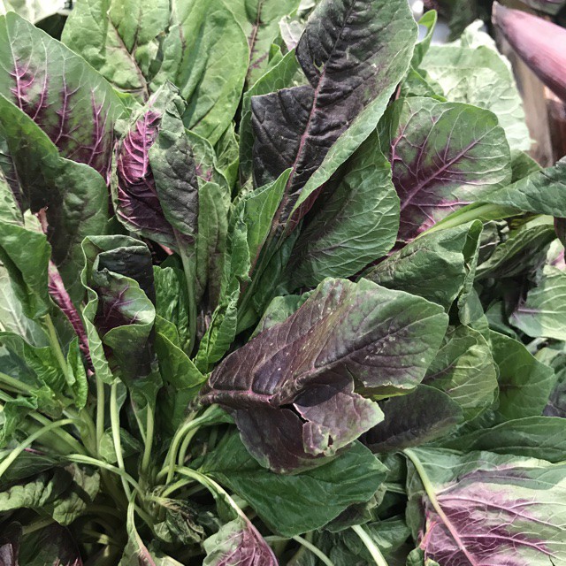 Hạt Giống Dền Tiều (Dền Xanh Đỏ) PhuNongSeeds - 20Gr