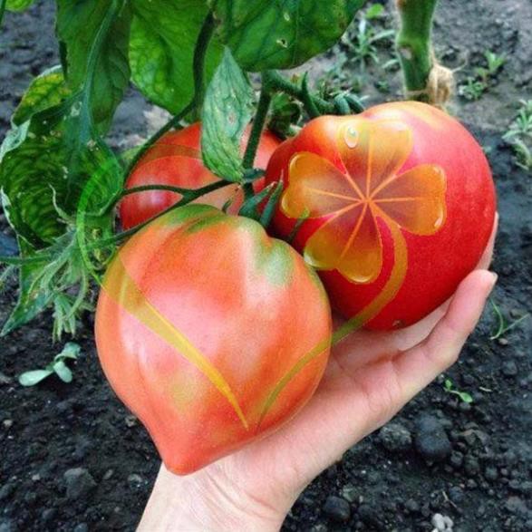Hạt giống cà chua trái tim đỏ - gói 0,1 gram