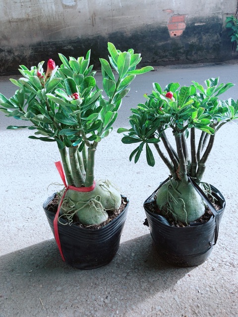 Cây Sứ Thái Hoa Kép Gốc To