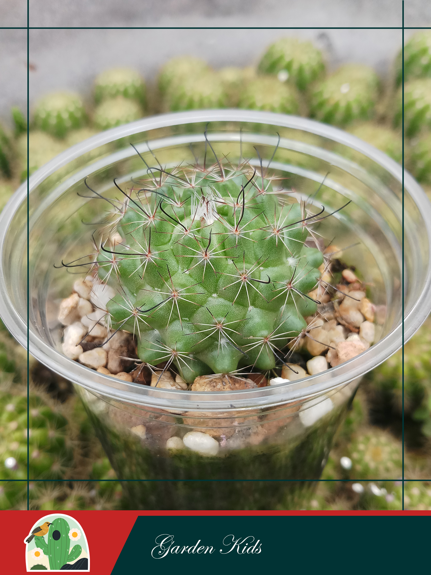 Xương rồng móc câu hoa vàng (Mammillaria Beneckei)