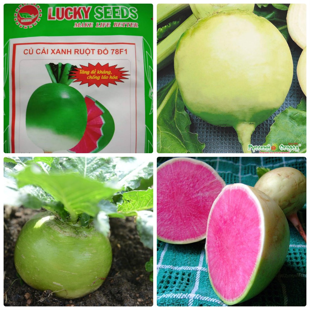 Túi 2 Gram Hạt giống củ cải xanh ruột đỏ