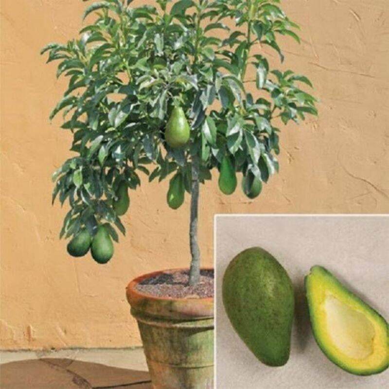CÂY GIỐNG BƠ LÙN THANH SƠN [ TRỒNG CHẬU ĐƯỢC ]