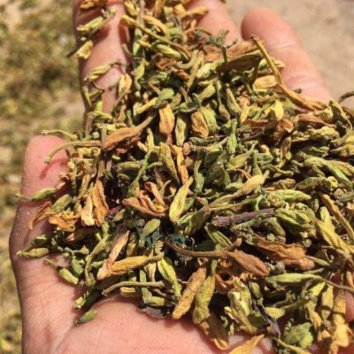 Hoa đu đủ đực khô 1kg