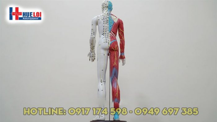 Mô hình huyệt vị kinh lạc người 65cm
