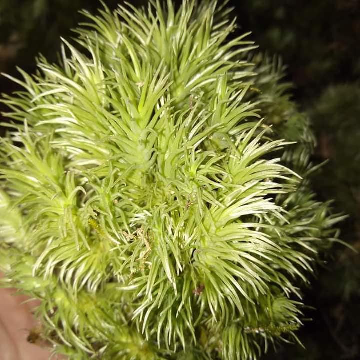 Rêu cỏ mây Giganteum dùng làm terrarium
