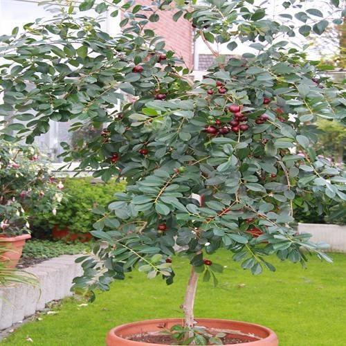 Cây Ổi Dâu Tây Nhật