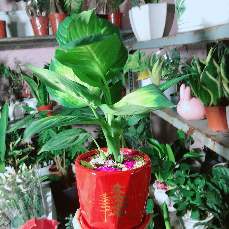 Chậu Cây Vạn Niên Thanh