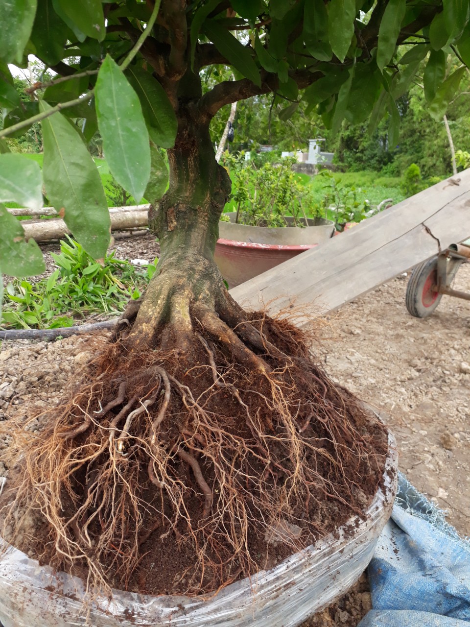 PHÂN BÓN MAX ROOT – MẬP THÂN NỞ ĐẾ CHUYÊN MAI VÀNG