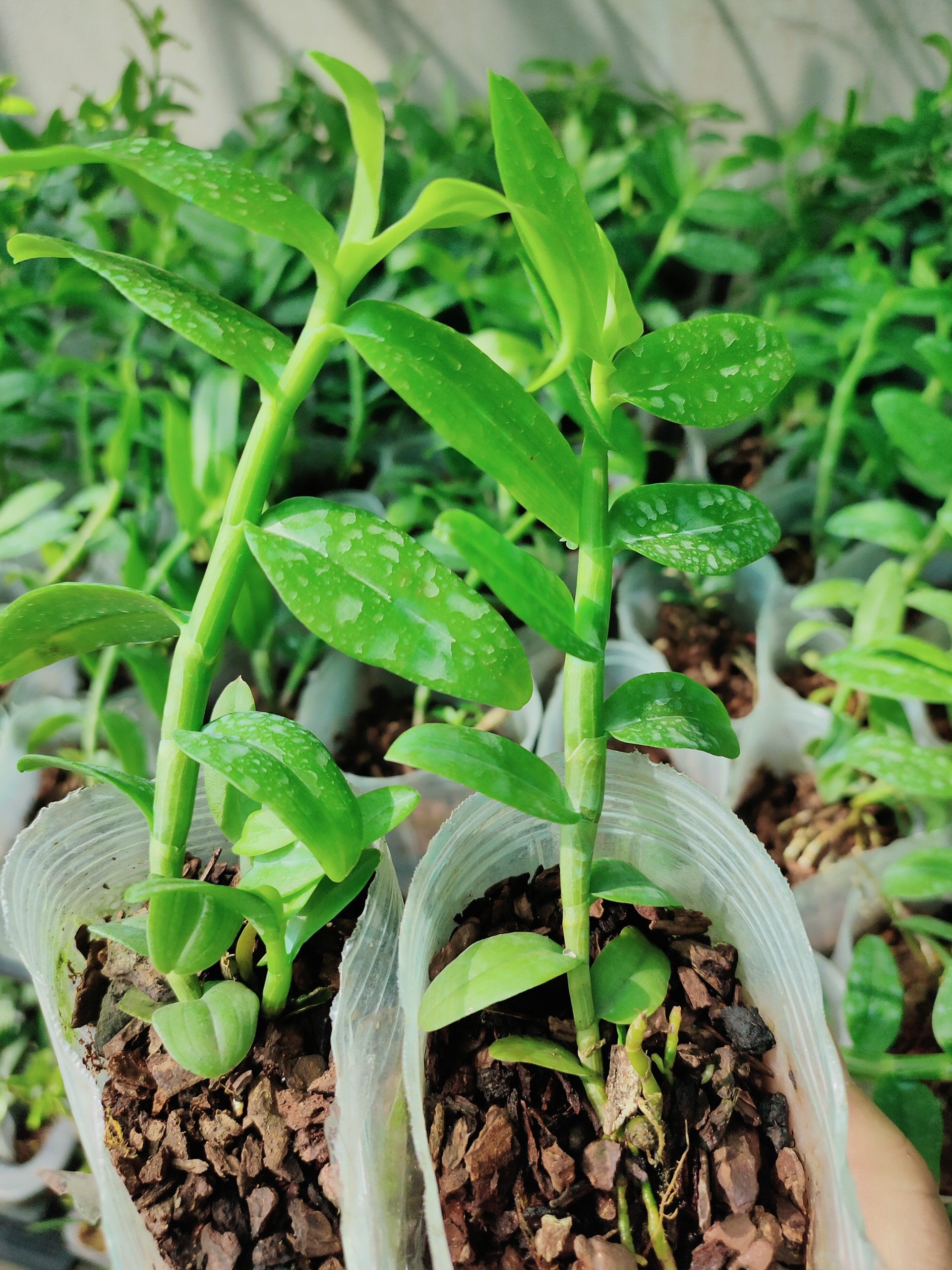 Phi điệp 5ct phú thọ kie năm 2 hàng đột biến