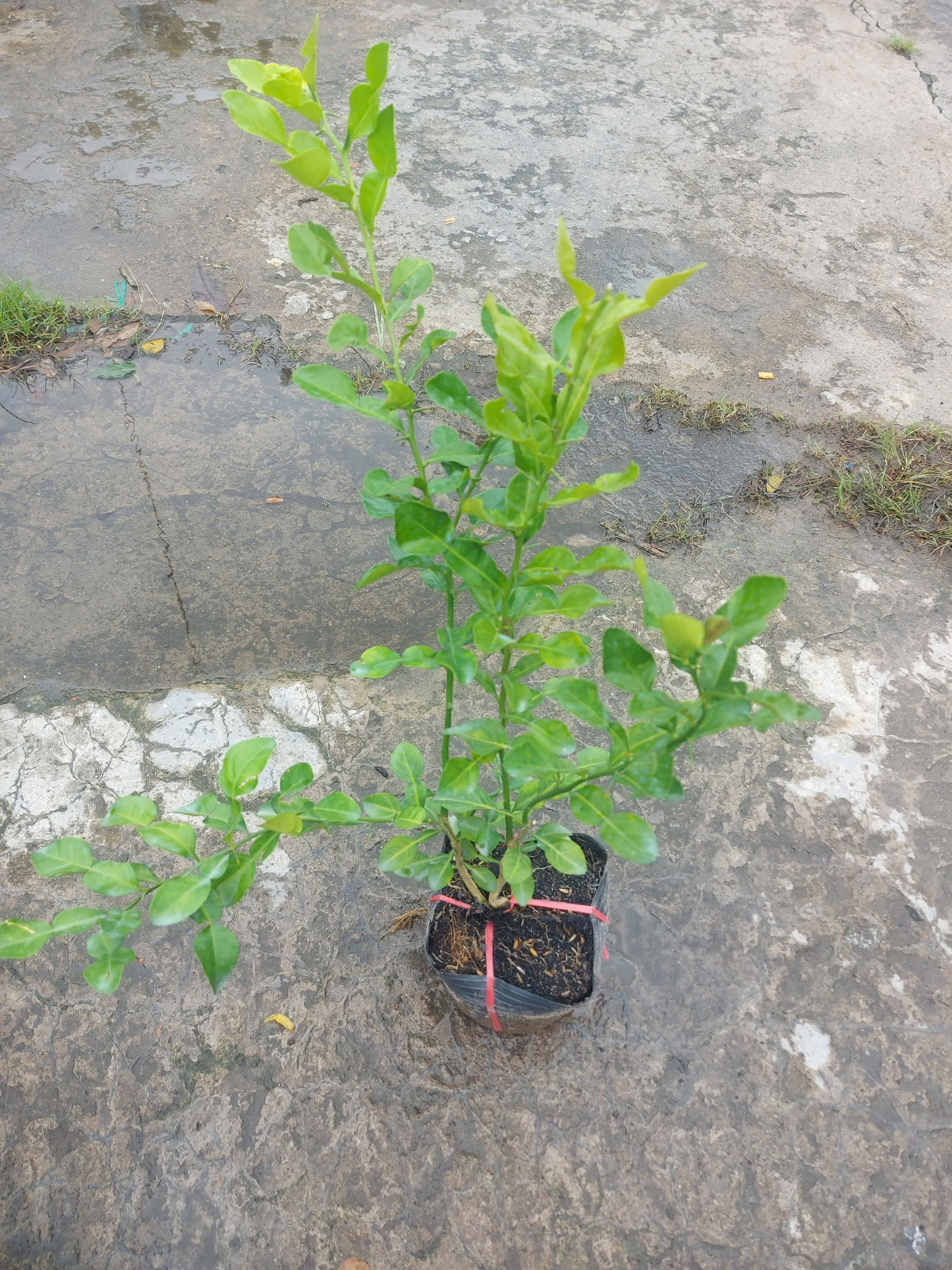 Cây giống Cây Chúc (chanh thái) - CayGiongTot