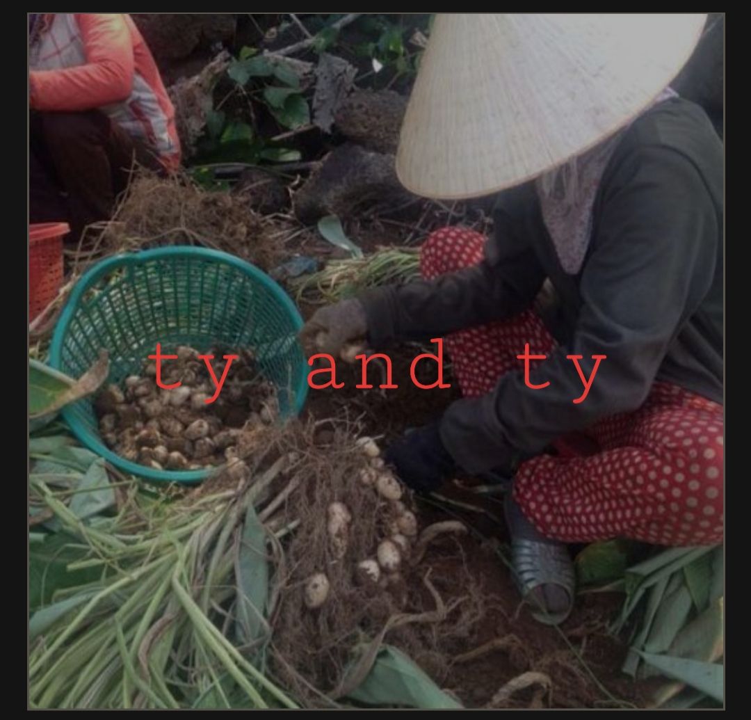 củ lùn giống 10 củ tặng kèm củ ăn