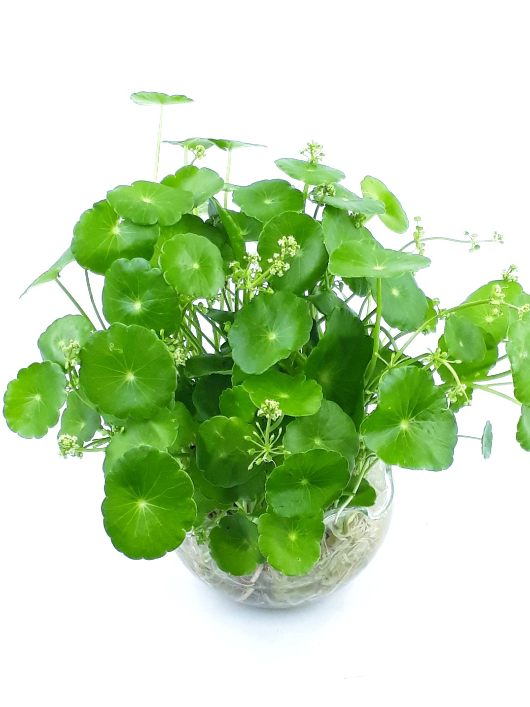 Hạt giống cây cỏ đồng tiền - 50 hạt/gói