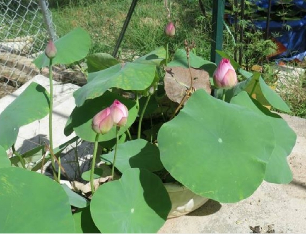 5 HẠT GIỐNG HOA SEN MINI NHẬT BẢN
