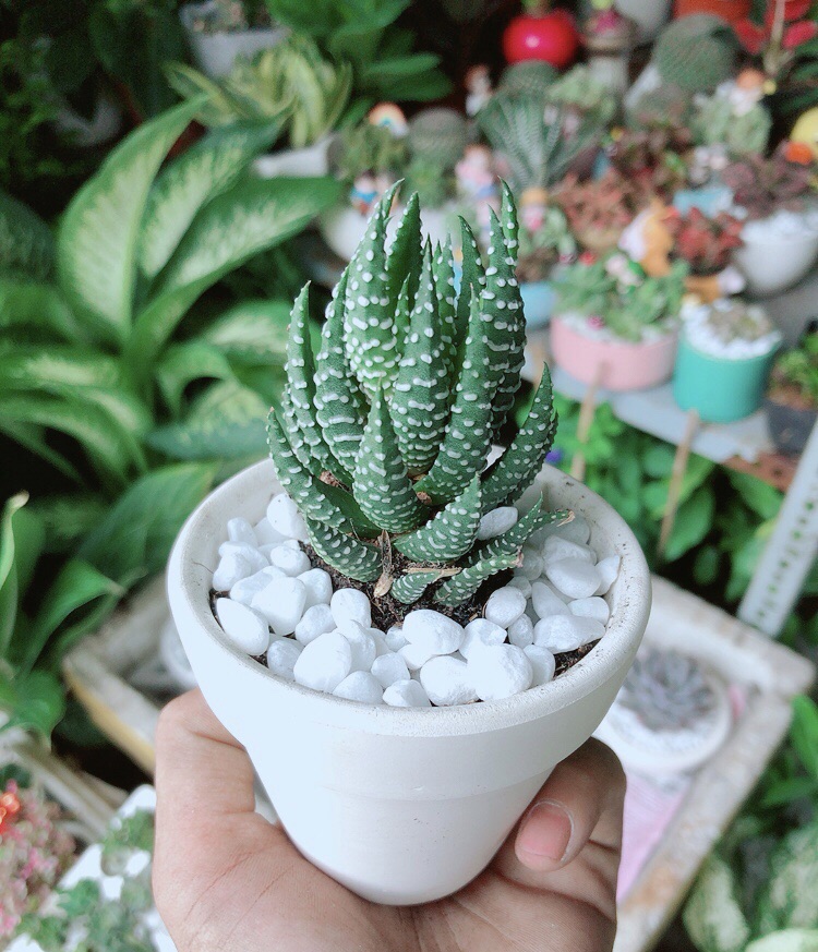 Chậu Cây Xương Rồng Búp