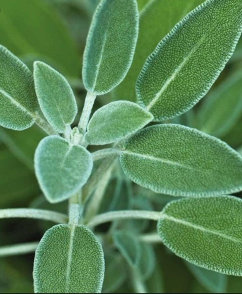 Hạt Giống Xô Thơm Sage