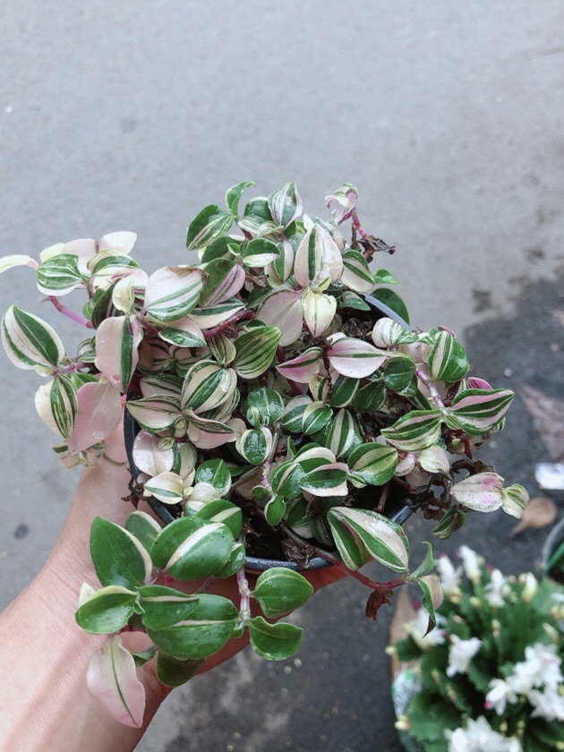 Cây Thằn Lằn Thái