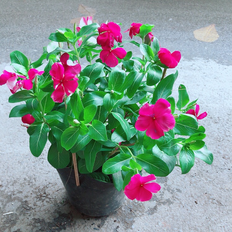 Hoa dừa cạn hồng đậm