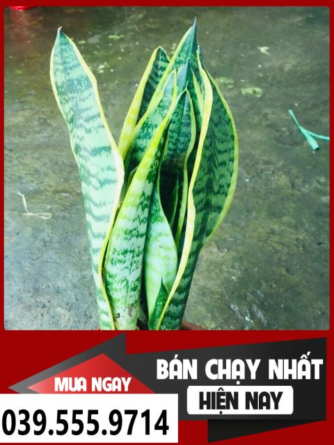 Chậu 3 cây lưỡi hổ - Chậu Nhựa