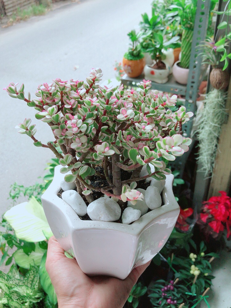 [HCM]Chậu Cây Cành Vàng Lá Ngọc