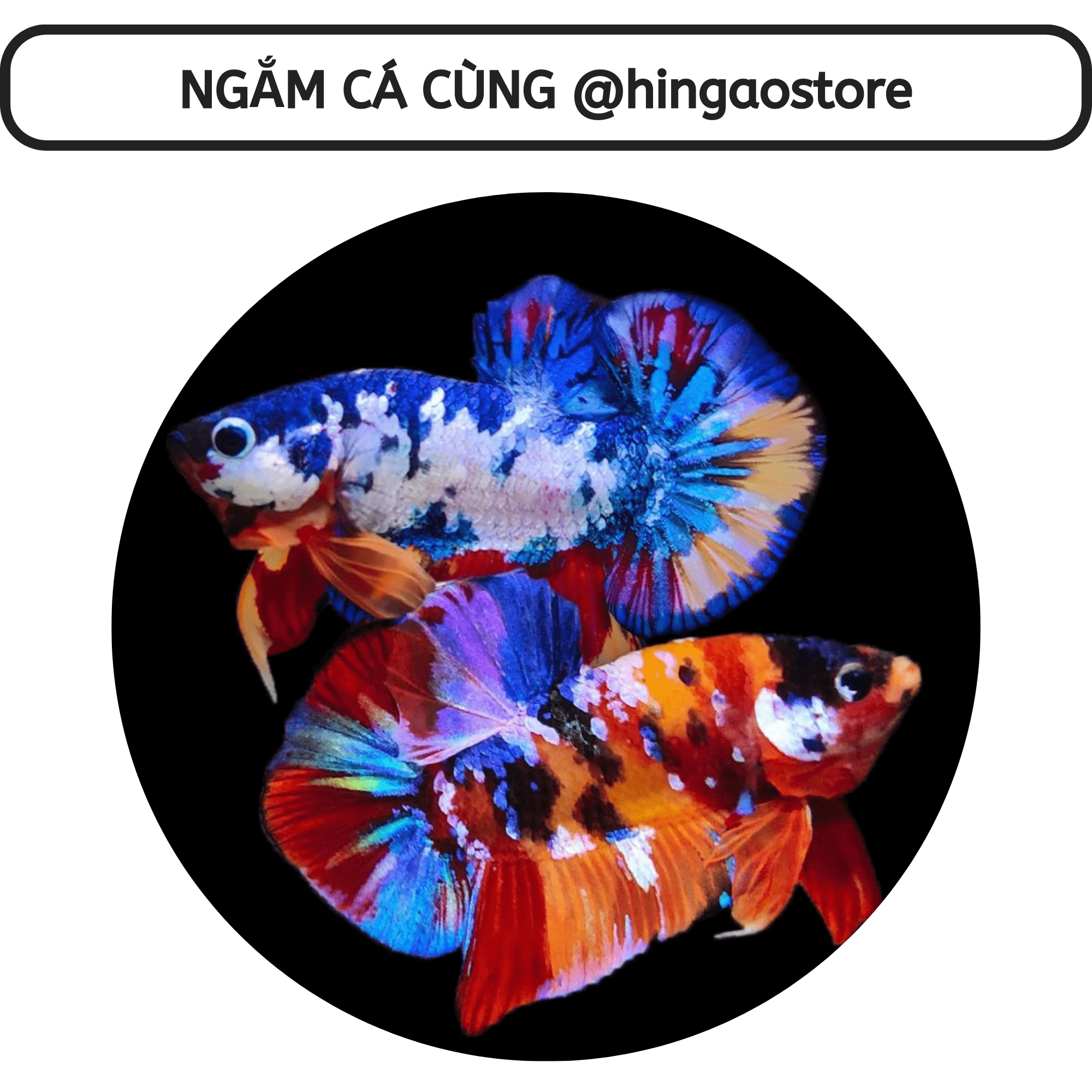 Dung dịch Super One dưỡng cá - ship cá | Hingaostore.