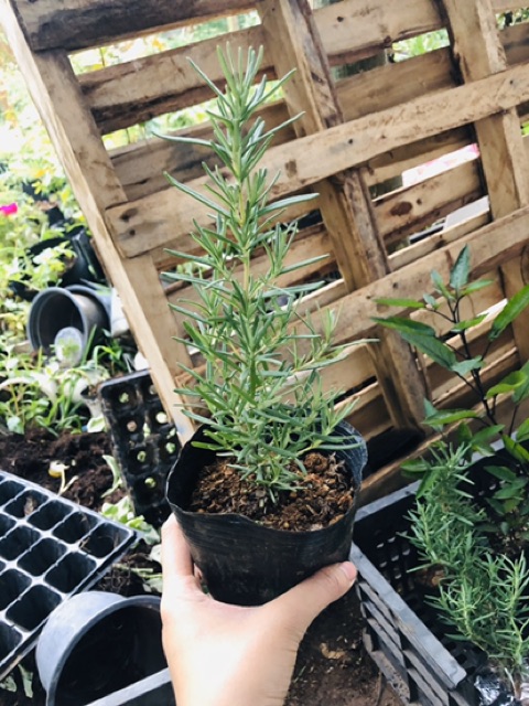Cây hương thảo-rosemary (8*8cm)