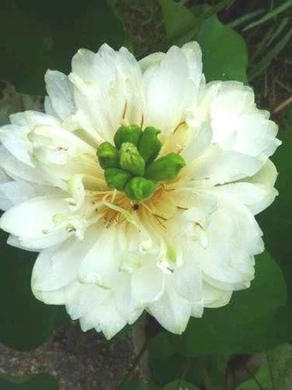 Hạt giống hoa Sen Cung Đình