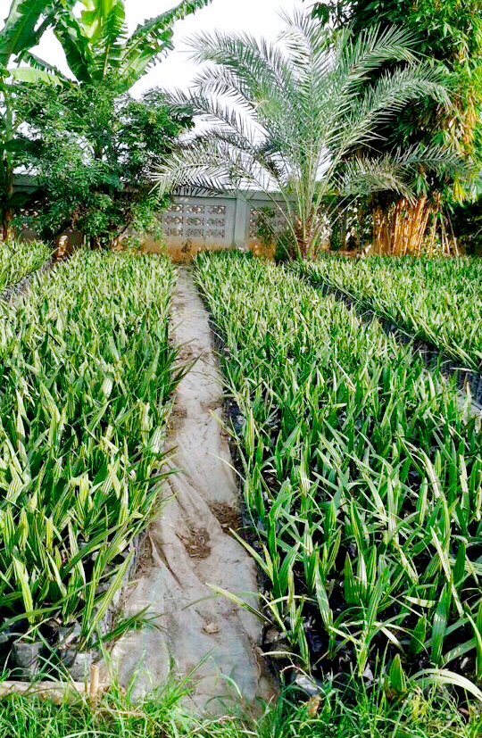 Cây chà là giống
