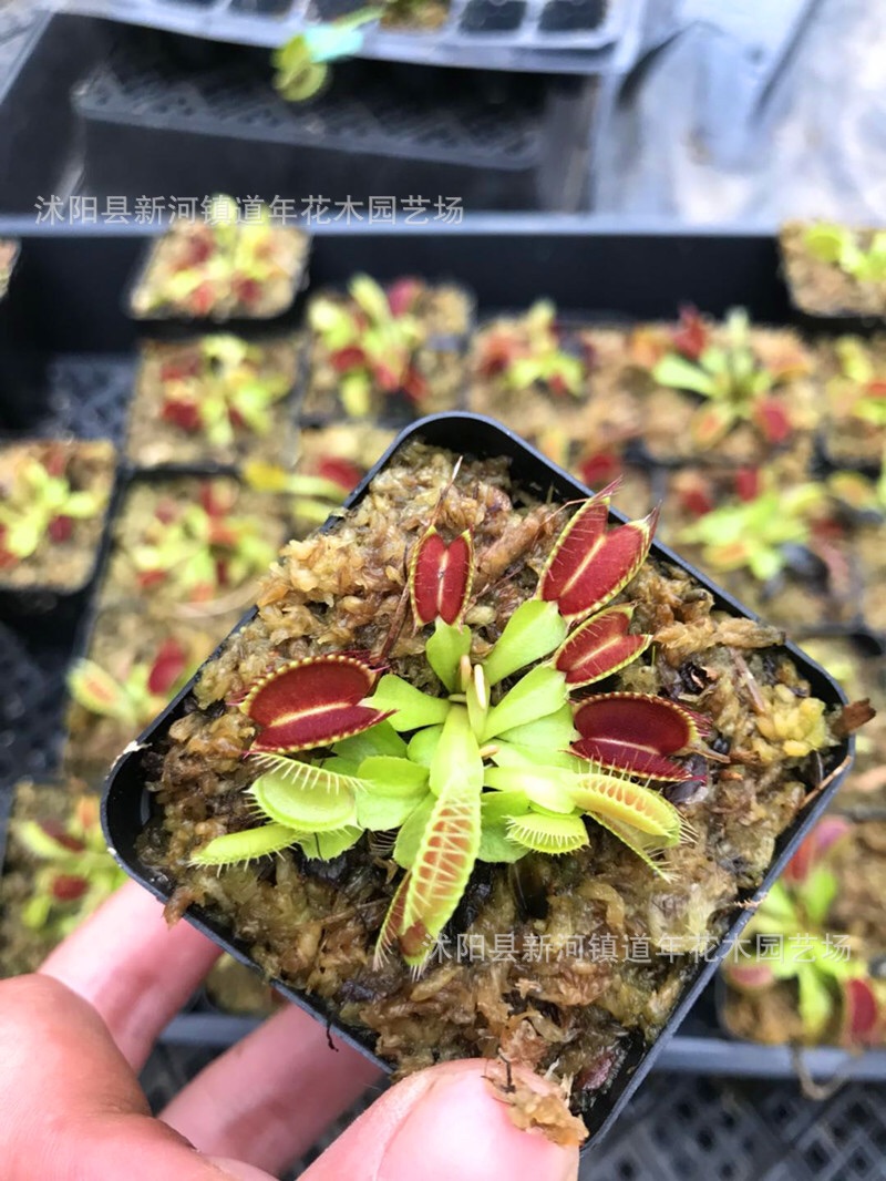 Cây ăn thịt venus flytrap