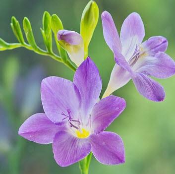 Củ giống hoa lan nam phi hoa màu tím - 1 củ