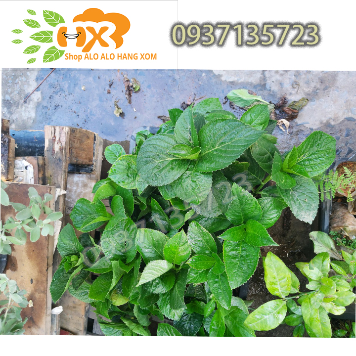 [HCM]combo 5 cây cẩm tú cầu cây giống