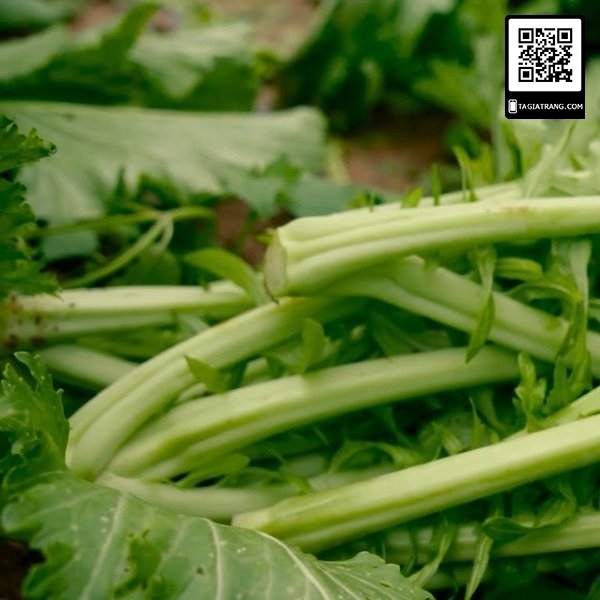 1KG Hạt giống Cải Mèo