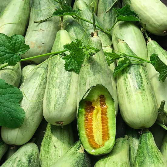 Hạt giống dưa lê chuối
